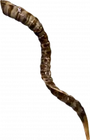 Shofar kudu with slits along the entire length of the shofar