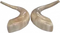 Shofar pair, right and left side, special collector's item(2 shofar - pair)_2