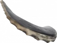 Shofar ram xl with waves on the sides of the shofar_1