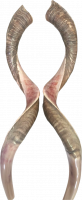 Shofar pair, right and left side, special collector's item(2 shofar - pair)_1