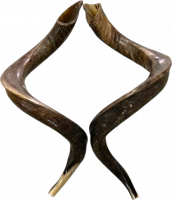 Shofar pair, right and left side, special collector's item (2 shofar - pair)